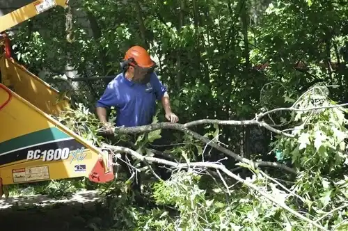 tree services Brock Hall